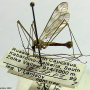 Tipula (Pterelachisus) trifascingulata : habitus - male