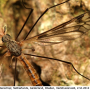 Tipula (Pterelachisus) trifascingulata : habitus - male