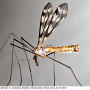 Tipula (Pterelachisus) trifascingulata : habitus - male