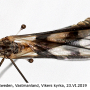 Tipula (Pterelachisus) trifascingulata : habitus - male
