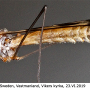 Tipula (Pterelachisus) trifascingulata : habitus - male