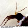 Tipula (Pterelachisus) trifascingulata : body part(s) - head and antenna