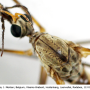 Tipula (Pterelachisus) trifascingulata : body part(s) - head and thorax