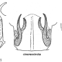 Tipula (Pterelachisus) trifascingulata : hypopygium