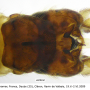 Tipula (Pterelachisus) trifascingulata : hypopygium