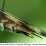 Tipula (Pterelachisus) trifascingulata : ovipositor