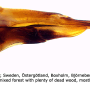 Tipula (Pterelachisus) trifascingulata : ovipositor
