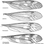 Tipula (Pterelachisus) trifascingulata : wing