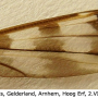 Tipula (Pterelachisus) trifascingulata : wing