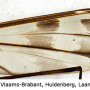 Tipula (Pterelachisus) trifascingulata : wing