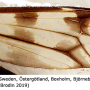 Tipula (Pterelachisus) trifascingulata : wing