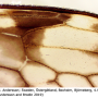 Tipula (Pterelachisus) trifascingulata : wing