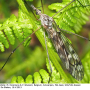Tipula (Pterelachisus) truncorum : habitus - female