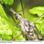 Tipula (Pterelachisus) truncorum : body part(s) - head and thorax