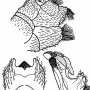 Tipula (Pterelachisus) truncorum : hypopygium