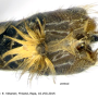 Tipula (Pterelachisus) truncorum : hypopygium