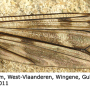 Tipula (Pterelachisus) truncorum : wing
