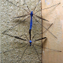 Tipula (Beringotipula) unca : habitus - copula