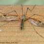 Tipula (Beringotipula) unca : habitus - female
