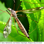 Tipula (Beringotipula) unca : habitus - female
