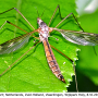 Tipula (Beringotipula) unca : habitus - female