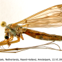 Tipula (Beringotipula) unca : habitus - female
