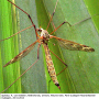 Tipula (Beringotipula) unca : habitus - female