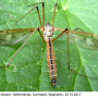 Tipula (Beringotipula) unca : habitus - female