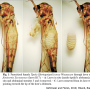 Tipula (Beringotipula) unca : habitus - female
