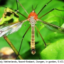 Tipula (Beringotipula) unca : habitus - male