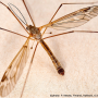 Tipula (Beringotipula) unca : habitus - male