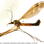 Tipula (Beringotipula) unca : habitus - male