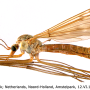 Tipula (Beringotipula) unca : habitus - male