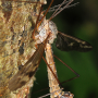 Tipula (Beringotipula) unca : habitus - male
