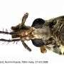 Tipula (Beringotipula) unca : body part(s) - head and thorax