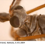 Tipula (Beringotipula) unca : body part(s) - head and thorax