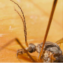 Tipula (Beringotipula) unca : body part(s) - head and thorax