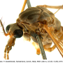 Tipula (Beringotipula) unca : body part(s) - head and thorax