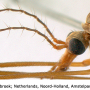 Tipula (Beringotipula) unca : body part(s) - head and thorax