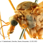 Tipula (Beringotipula) unca : body part(s) - head and thorax