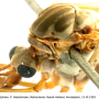 Tipula (Beringotipula) unca : body part(s) - head and thorax