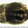 Tipula (Beringotipula) unca : hypopygium