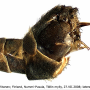 Tipula (Beringotipula) unca : hypopygium