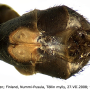 Tipula (Beringotipula) unca : hypopygium
