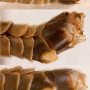 Tipula (Beringotipula) unca : hypopygium