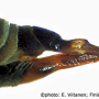 Tipula (Beringotipula) unca : ovipositor