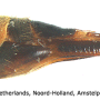 Tipula (Beringotipula) unca : ovipositor