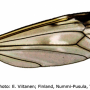 Tipula (Beringotipula) unca : wing