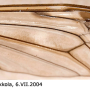 Tipula (Beringotipula) unca : wing