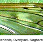 Tipula (Beringotipula) unca : wing